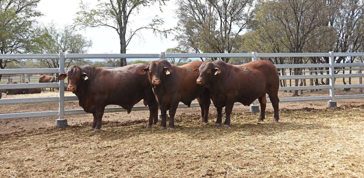 The top-selling lots at the 2020 Dangarfield Santa Gertrudis bull sale, purchased by Errol and Elly-May Moller, Edwinstowe, Jericho, Ian Walker, Strathmore Santas, Blackall, and Welbatch Pastoral, Casino, NSW. 