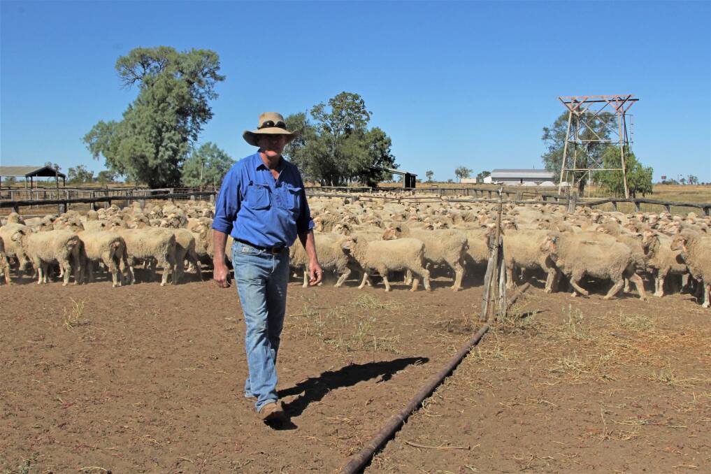 Barcaldine Downs manager Dennis Allpass inspects some of the mixed age stud ewes that have just been crutched ready for lambing.