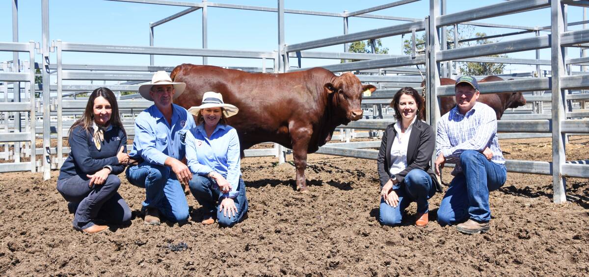 Selling agent Georgie Connor, GDL, vendors Robert and Jane Sherry, Wahroonga Belmont Reds, and buyers Trudy and Lachlan Mace, Red Ridge Grazing, Stanage Bay, with the top priced bull. 
