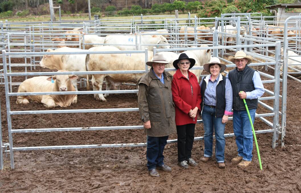 Long-standing clients Greg and Shirley Callander, Colston Park, Sarina, with Kandanga Valley principals John and Roz Mercer, and some of the nine Charbray bulls they purchased for an average of $9111.