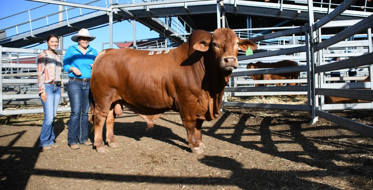 Take a look at the top selling bulls at the 2020 Droughmaster National Bull Sale.