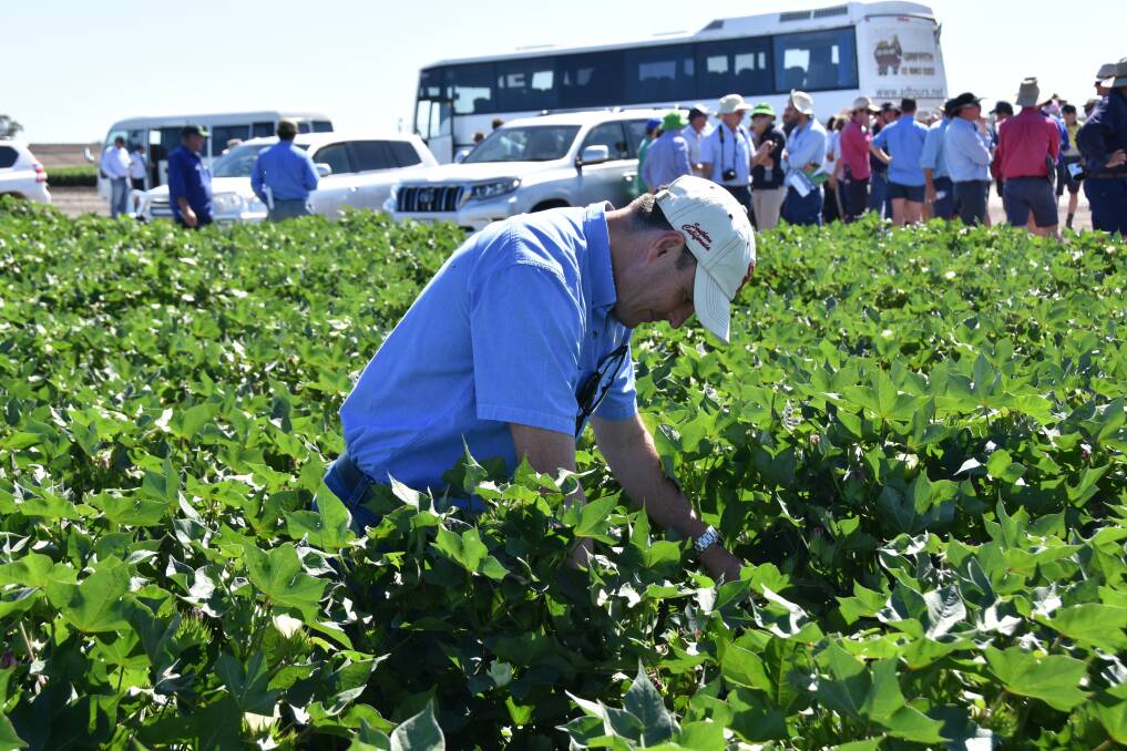 David Statham inspects a cotton field that's at 23 nodes. This field is part of irrigation trials and is being water by subsurface drip. 
