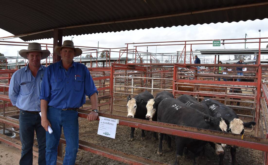George and Fuhrmann agent, Matthew Grayson, Warwick, and Wickham Farms manager, Haydn Lamb, Killarney, with the reserve champion pen of steers. The Angus-cross pen sold for 319c/kg to make $2226/head.