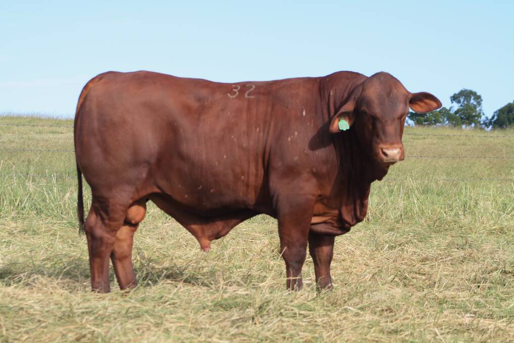 SALE TOPPER: GODQ90035 Namoona Queenton was purchased by the Atkinson family, Marlborough, for $10,000.