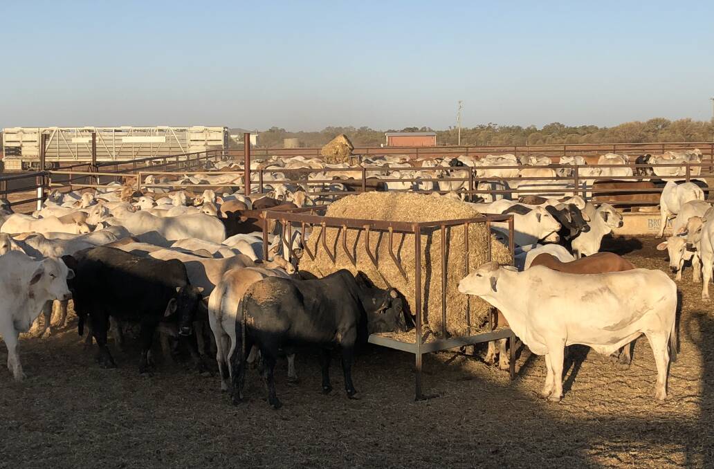 A total of 240 trial cattle were sourced from two properties around Quilpie, with half travelling to Brisbane by train and the rest travelling by road.