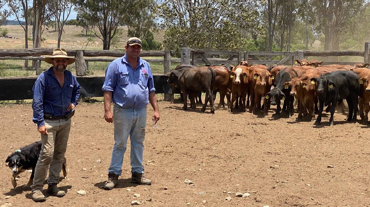 Bruce Mayne, Fairview, Calliope, and cattle supplier Will Wilson, Calliope Station, Calliope, with trial cattle in November. 