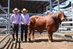 Red bulls hit $100,000 on day three of Brahman Week