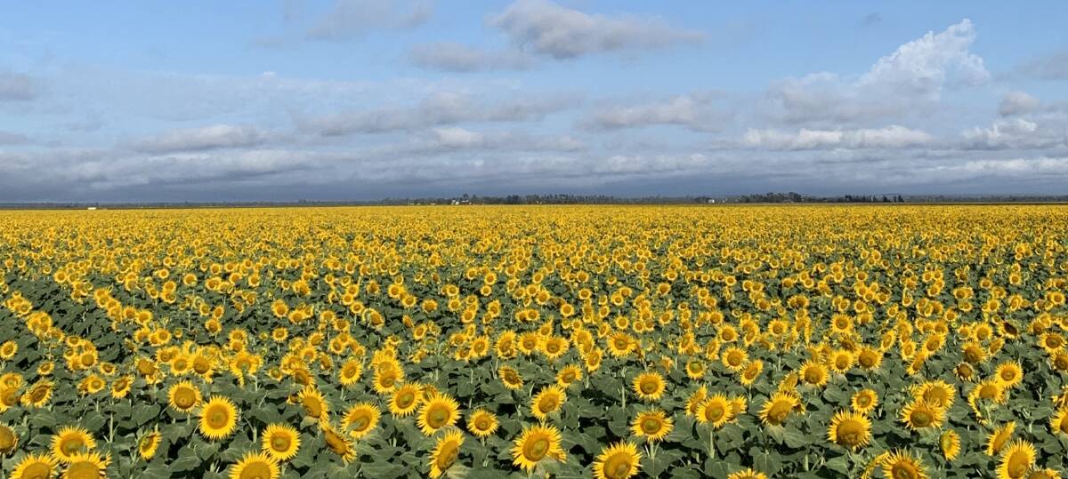 Kent and Di Skene, Moreacres, Condamine Plains, planted 110 hectares of Ausistripe 14 sunflowers into a full moisture profile off the back of 242mm of rain in January. Pictures - Di Skene.