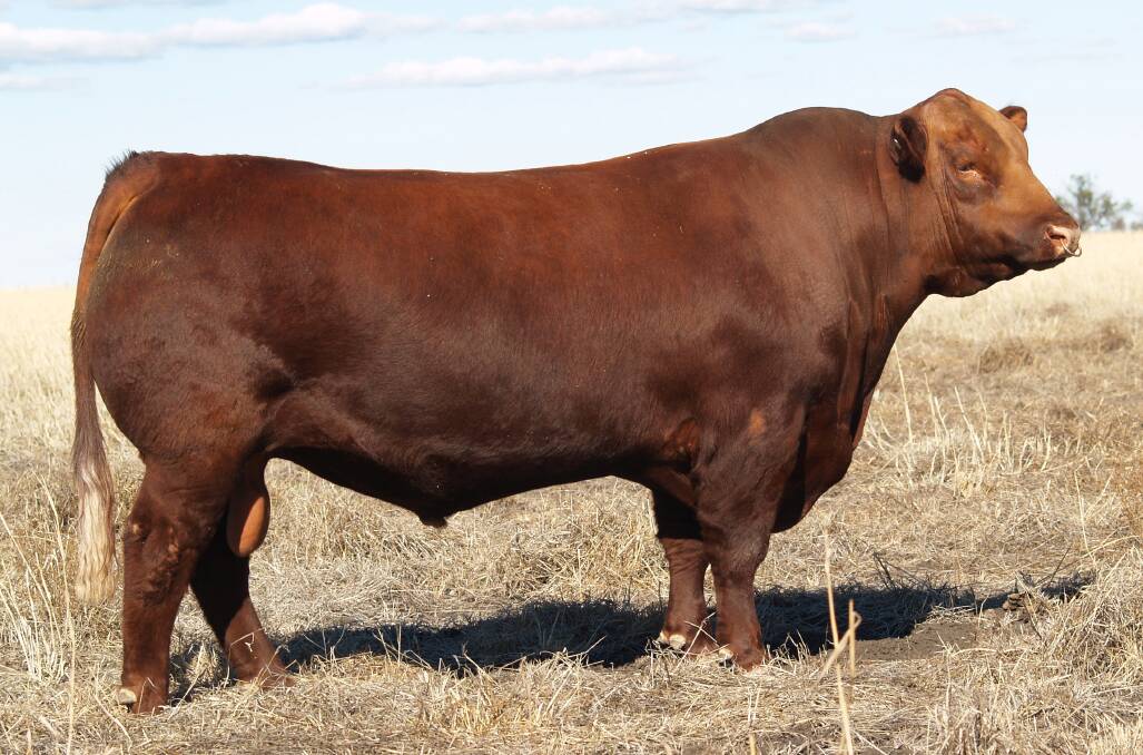 GK Red 1B Power Up P1 (AI) (AMF) was purchased by David Coaker, Yallambee Red Angus, NSW, and Arthur Kelly, AK Red Angus, NSW, for the sale top of $21,000 - a record for GK Red Angus.