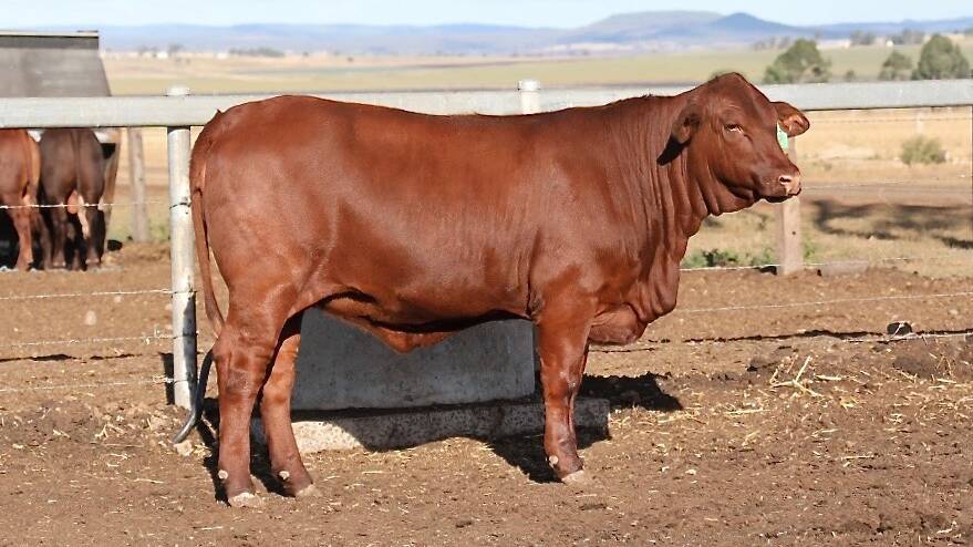 The $19,500 15-month-old, unjoined Goolagong Q2, offered by Heath and Jenna Tiller, Goolagong stud, Warnertown, South Australia. Picture: Santa Central Sale Group.