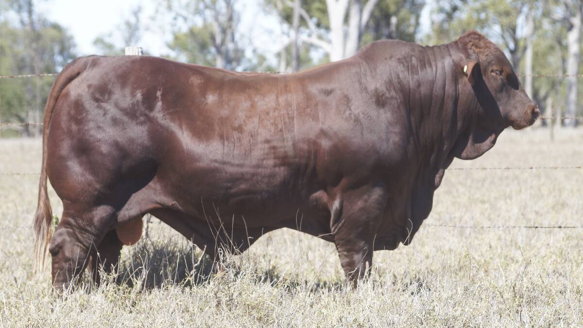 Cardona Uno (P) sold to the Ellevsen family, Woodleigh stud, Woodenbong, New South Wales, for $65,000.