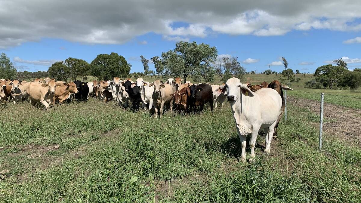 Hartley Grazing replacement heifers at Coopermurra, Mitchell. 