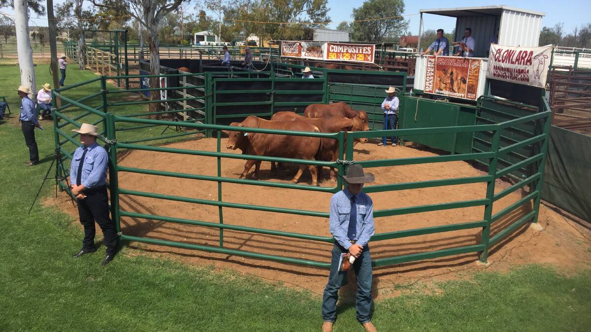 The start of the successful Clonlara bull sale, Dilga, Glenmorgan on Wednesday where Droughtmaster/composite bulls sold to $16,000.