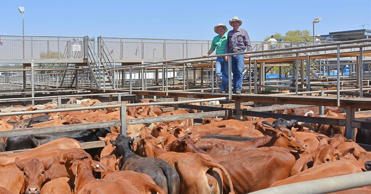 Brodie Hurley, Landmark Injune, and Ian Duff, Duffields, Injune, with Limousin-cross heifers, weighing an average of 323kg, which sold for 270c/kg to make $949/head.