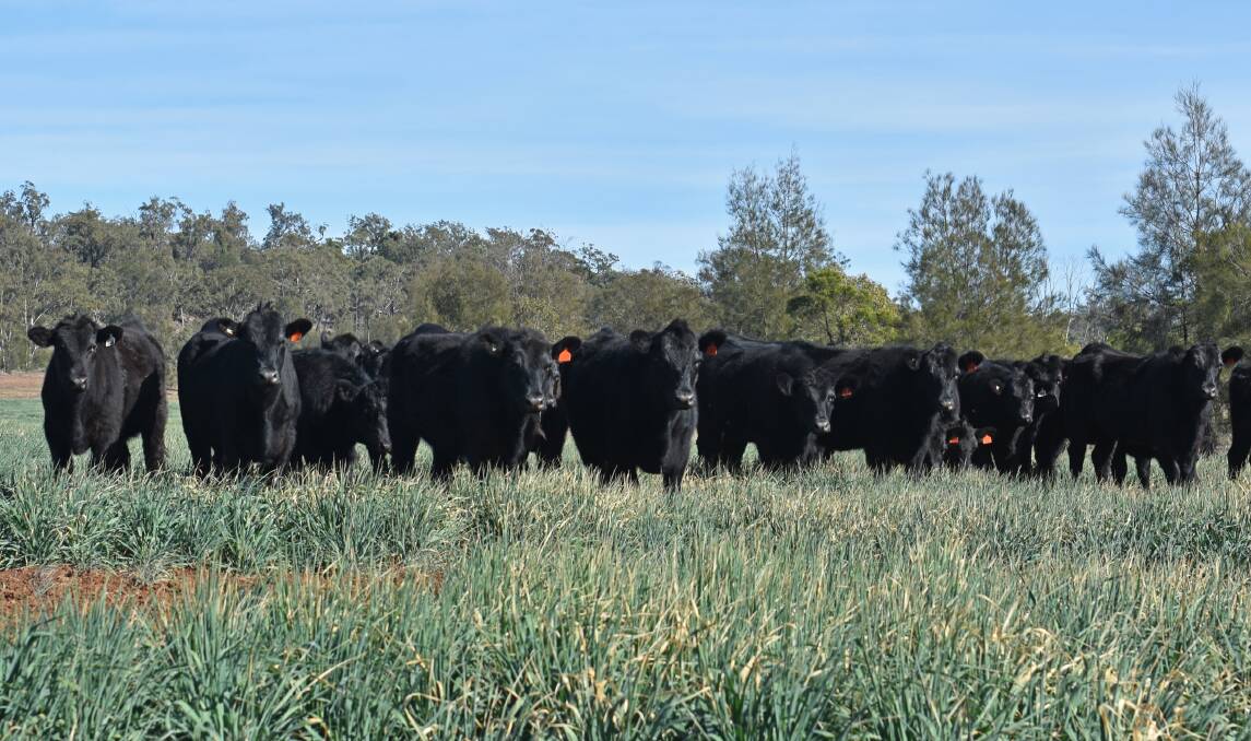 The McMahons have just weaned calves averaging 249.5kg, and will compare the weight gains offered by oats and buffel country.
