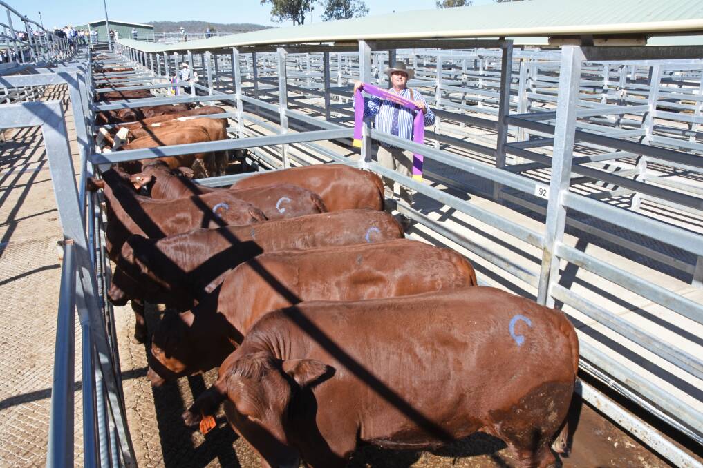 Rob Sinnamon, Yulgilbar Pastoral Company, NSW, with his champion pen of six steers. Weighing an average of 625kg, the steers sold for 408c/kg. Pictures: Hayley Kennedy