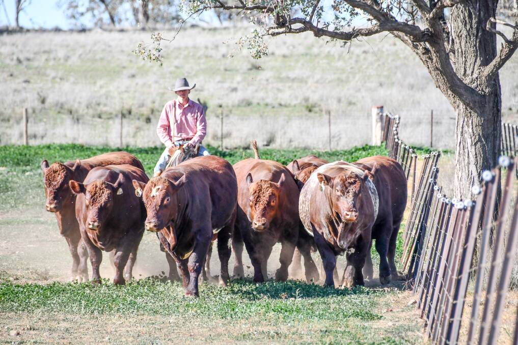 Vendor and agent confidence is high ahead of the start of bull sales in southern and central parts from the end of this month. Picture: Lucy Kinbacher