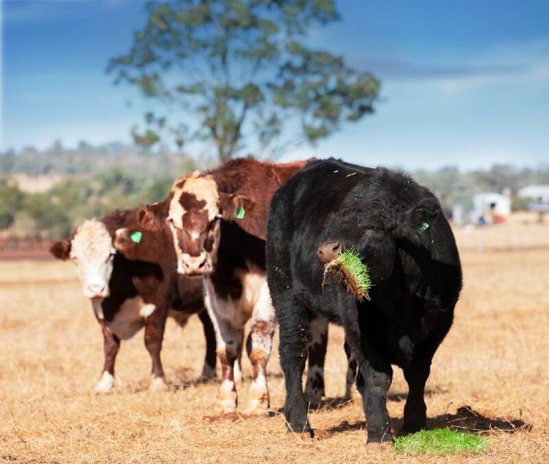 The Ellison family finishes cattle on pasture and barley sprouts for up to 90 days before selling the meat through their butcher shop, The Paddock.