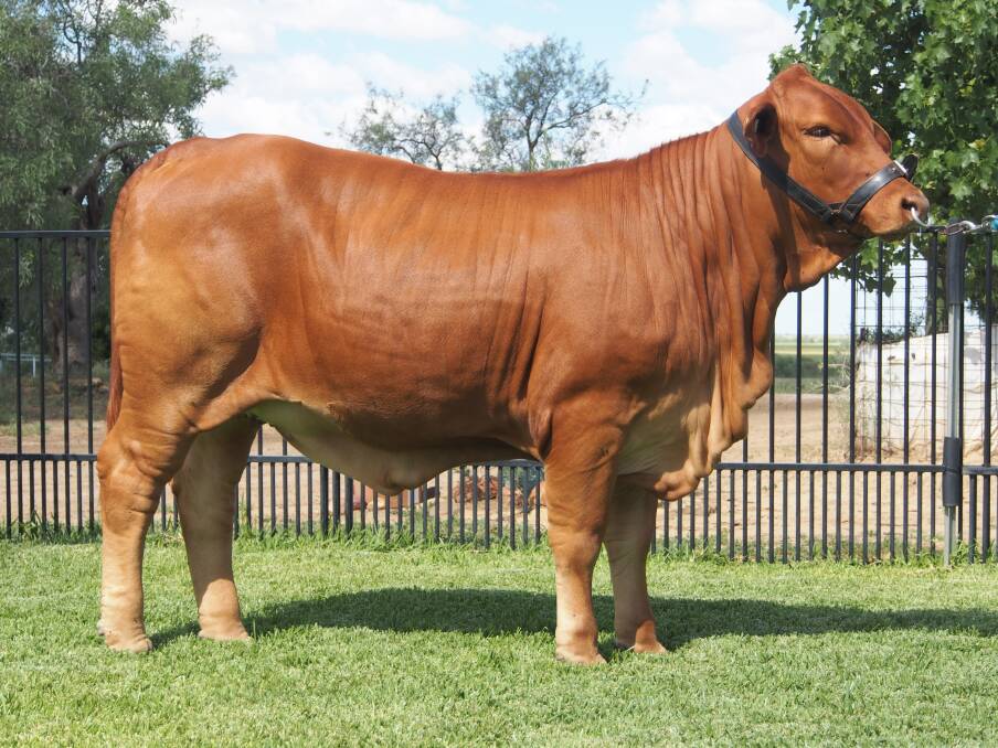 LEADING LADY: The Carrington family's Rondel Bacardi (P) topped the Droughtmaster Genetics Focus sale at $28,000 to Clint and Leah Schulz, Gympie.
