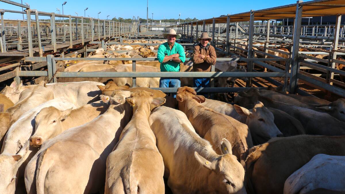 Nutrien Western agent Boyd Curran and vendor Campbell McClymont with a line of AJM Pastoral heifers at the Roma sale on Tuesday. 