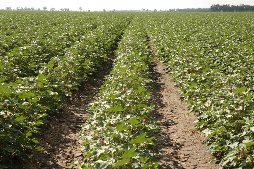 A CottonInfo tour in February will be taking leading industry researchers onto farms with growers.