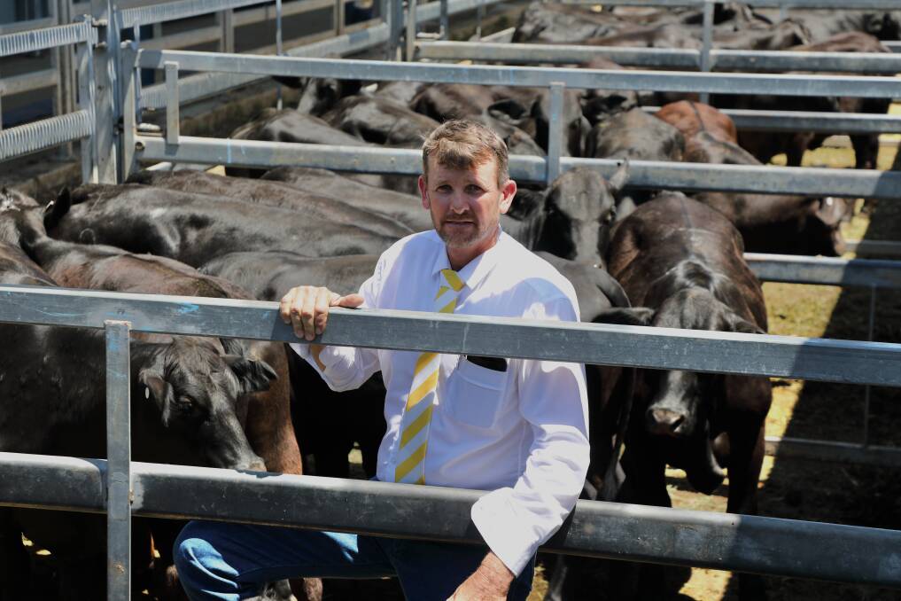 Garry Wendt, Ray White Livestock Rockhampton, with a selection of the 219 Brangus females that were offered at the 10th Annual Ray White Livestock Brangus Commercial Female Sale, CQLX, last week.