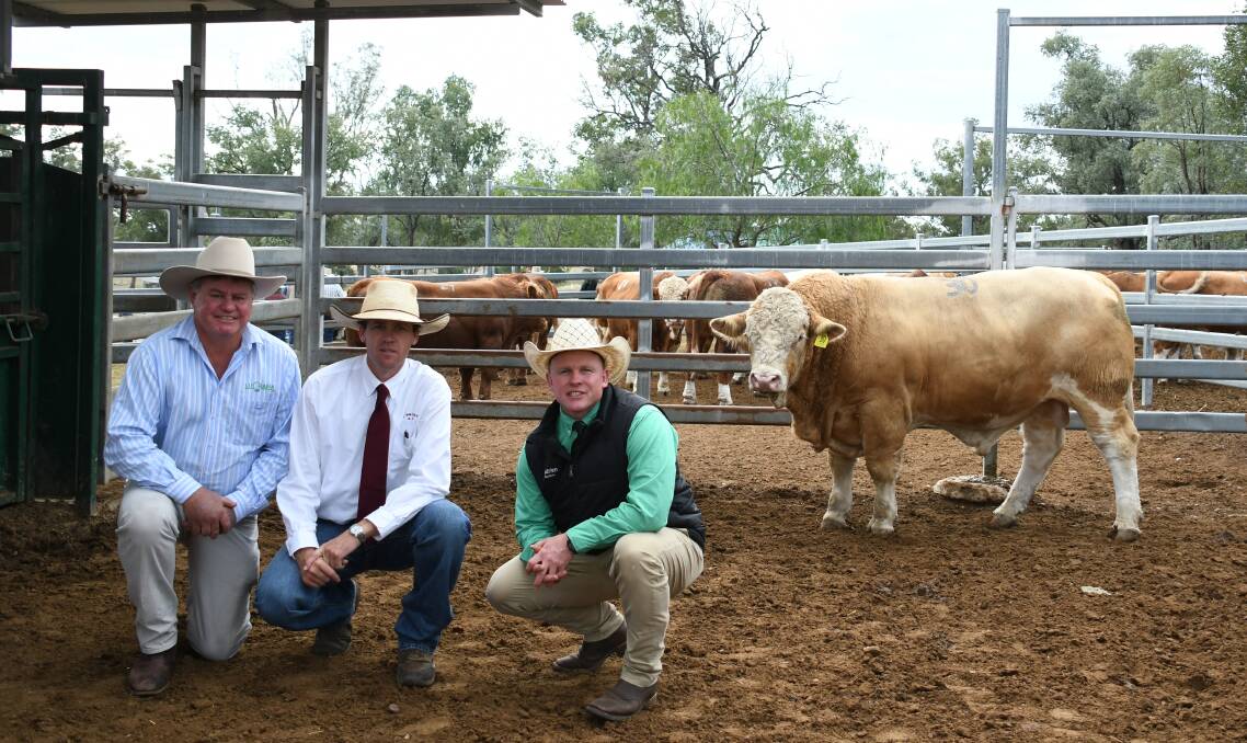 Lucrana Simmentals stud principal Andrew Moore, Robbie Bloch, C.L. Squires, and Colby Ede, Nutrien Livestock, with Lucrana Phoenix (P).