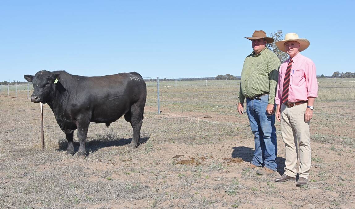 Bulliac Angus stud principal Ben Hill and Elders agent Andrew Meara with the top-selling Bulliac Pearl Jam P411, purchased by Appleton Cattle Co, Alpha, for $14,000.