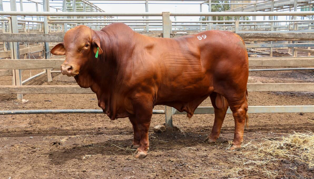 The Roma Droughtmaster Sale last Friday saw a top price of $36,000 for Wallace Vale Jalapeno (P), offered by Roger and Jenny Underwood, Pine Hills, Wallumbilla. 