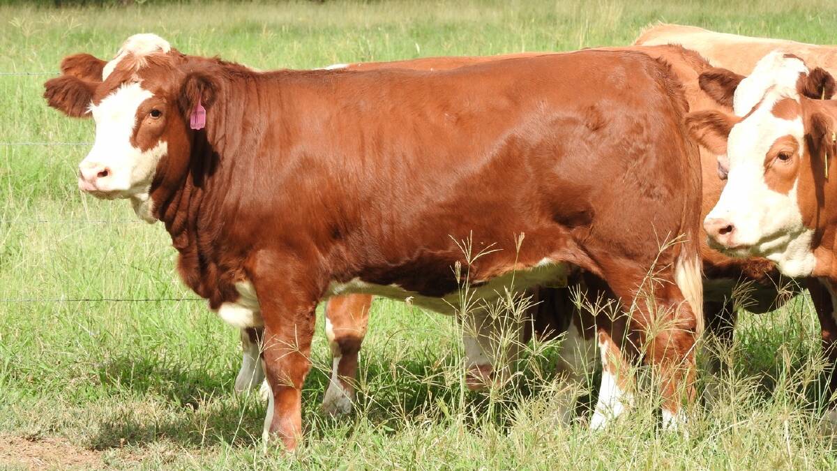 By Lavarta Last Man Standing (P), the 14-month-old Kipper Springs Dolly (P) made second-top price of $8000.