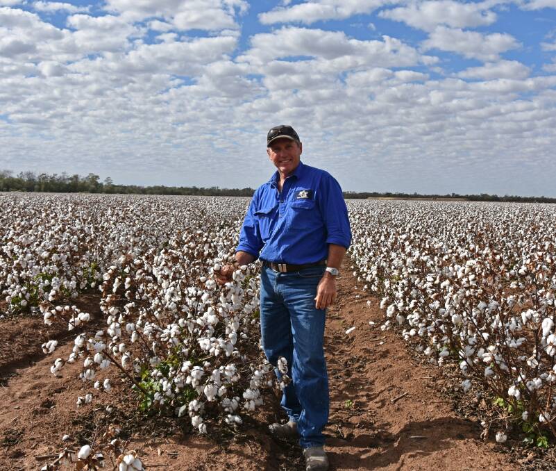 Glenn Rogan, Benelong, St George, in two metre-planted cotton that he expects to yield between eight and 10 bales per hectare. 
