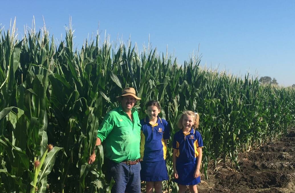 Tim, Amelia and Eloise English in the irrigated corn crop at Wylarah, Surat, due to be harvested for silage in early- to mid-December. 