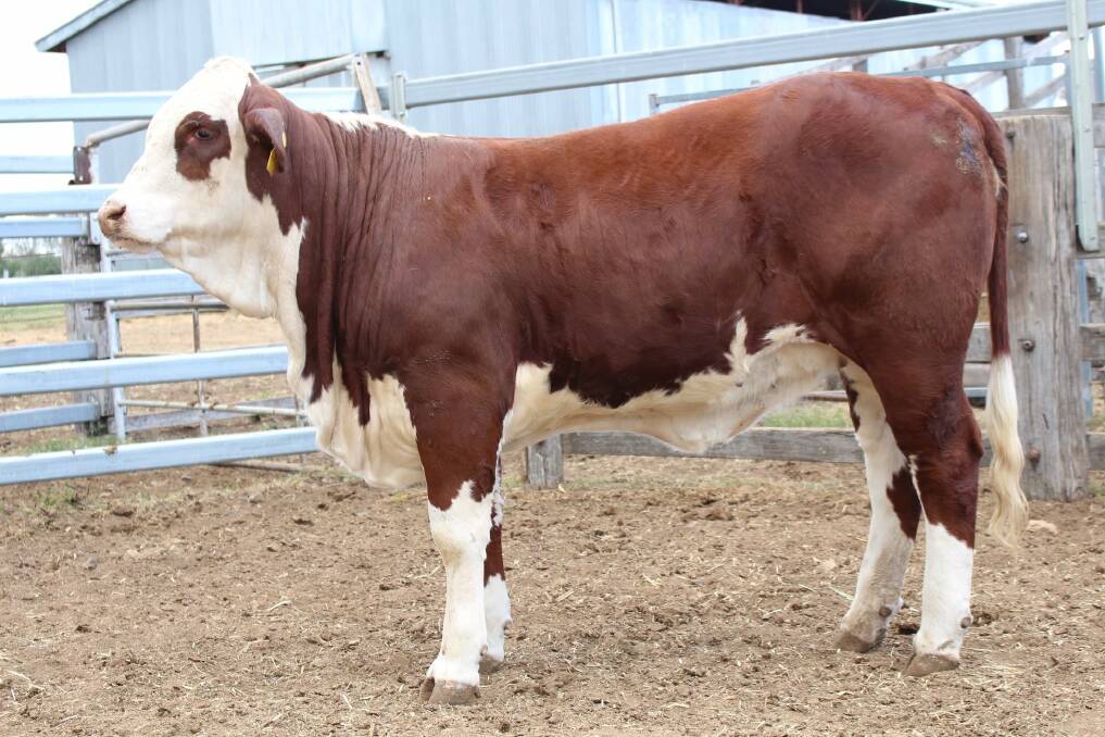 The Donovan family's Ashby Flamingo (P) topped the heifer section of the National Braford Sale 2021 catalogue, knocked down to Jamie and Jane Saunders, Charlevue Cattle Co, Dingo, for $6500. 