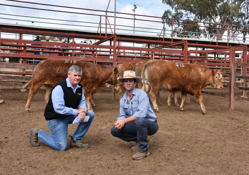Don Russell, Southern Downs Automotive Group Warwick, who were a major sponsor of the sale, and Maugan Benn, George & Fuhrmann, Warwick, pictured with the champion pen of steers, offered by the Benn family and sold for 313c/kg.