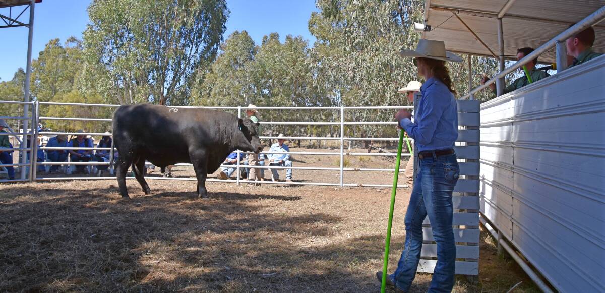 Bea Litchfield, Hazeldean Angus, in the sale ring with Lot 76, Hazeldean M1154, which sold for $7000 to Echo Hills Grazing, Emerald. 