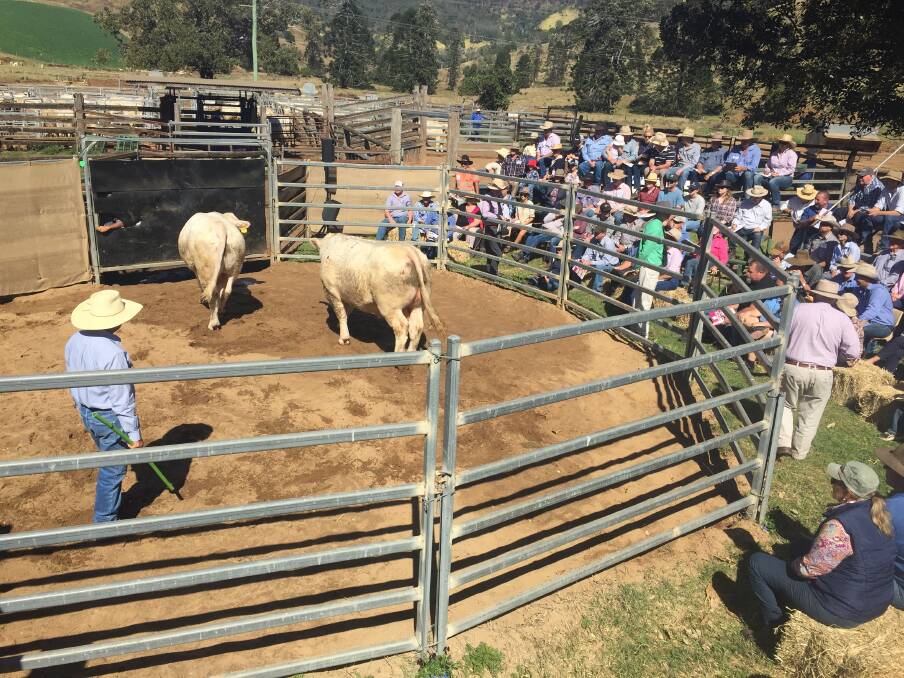 A section of the large buying gallery at the 2021 Kandanga Valley Charolais and Charbray bull sale.
