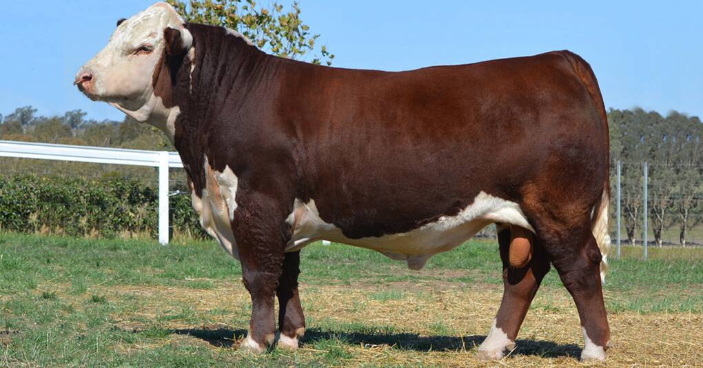 Kanimbla Power Town P067 was named junior and grand champion bull of the Herefords Australia Wodonga National Show and later purchased by Bowen Downs Poll Herefords, Qld, and 3R Livestock, NSW, for $30,000. 