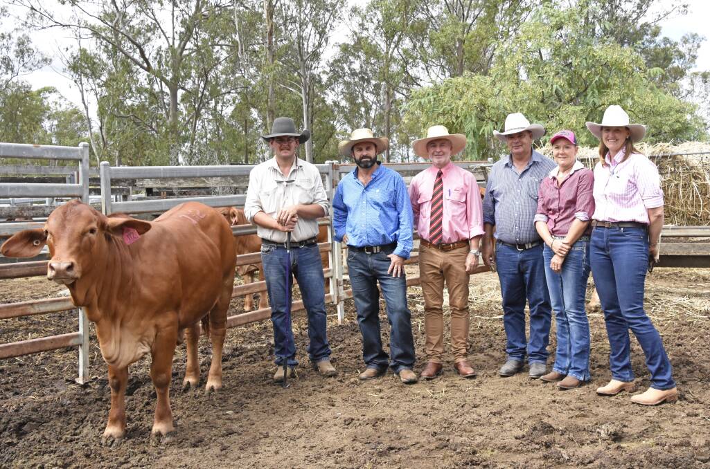 Vendor Brandon Russell, Locarno Droughtmasters, buyer Johnathon Campbell, Riversleigh Cattle Co, selling agent Andrew Meara, Elders, buyers Ian and Katrina Bebbington, Mountview Droughtmasters, Ramsay, and Zoe Campbell, Riversleigh Cattle Co, with Locarno Pepe (P). 