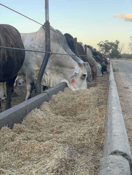 The Hughes family run a breeding and fattening operation in the Brooweena and Gayndah districts, taking the progeny through to bullocks and sending them to Teys at Beenleigh.