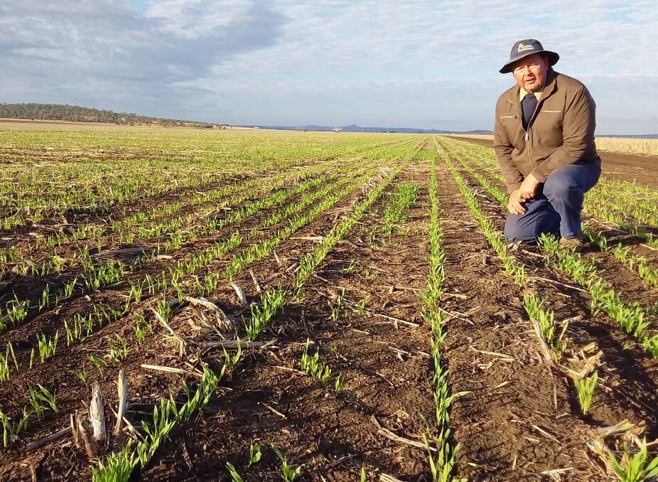Russell Grundy, The Willows, Jondaryan, in 23ha of RGT Planet barley planted in the first week of June. Barley production is forecast to fall by 10pc from last year to around 85,000t due to dry weather in southern Queensland.