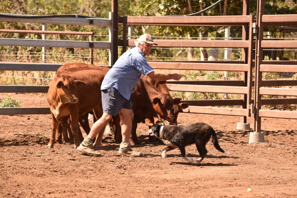 Neil McDonald working a mob of weaners.