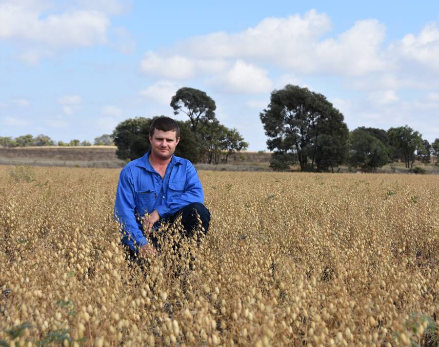 Dean Johnson in the 400 hectares of Seamer variety chickpeas on Kenormac, Roma. 