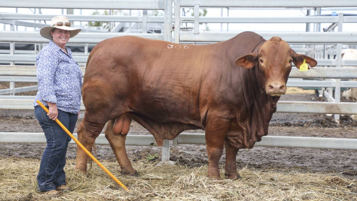The $10,000 equal top selling Droughtmaster bull, By-Mingo 18/072 (P) with vendor, Robyn Roberton, By-Mingo Stud, Coalstoun Lakes. The bull was purchased by Allan Williams, Riverside, Nebo.
