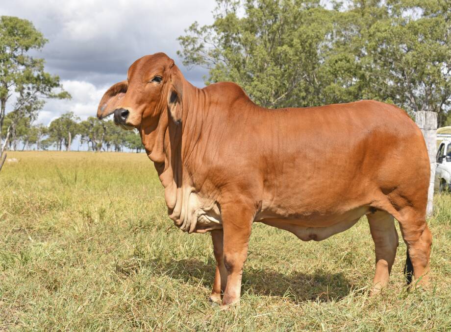 Hayden Sommerfeld's Brahrock HJ Ruby Faith (IVF) sold for top money in the red section of the catalogue.