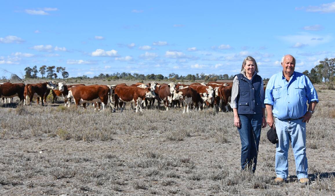 Liz and Noel Cook from Kindon in the Goondiwindi region have a long history with the Hereford breed.