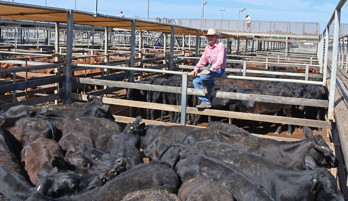 Brady Jackson, Elders, Roma, with 268kg Angus-cross steers from Cronulla, 
Longreach, which sold to 324c/kg to return a top price of $953/head.