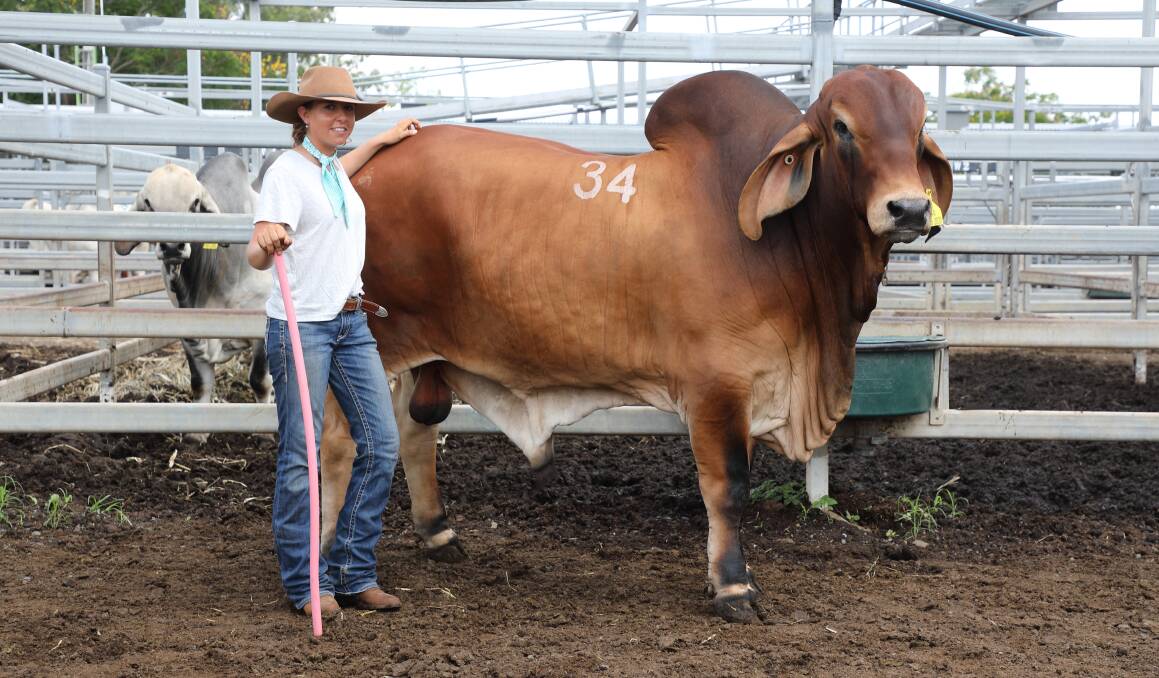 Top money: Skye Titmarsh, JHN Stud, Condamine, with the $16,000 JHN Prince Parker (P) purchased by the Curley family, Gipsy Plains Stud, Cloncurry. Pictures - Kent Ward.
