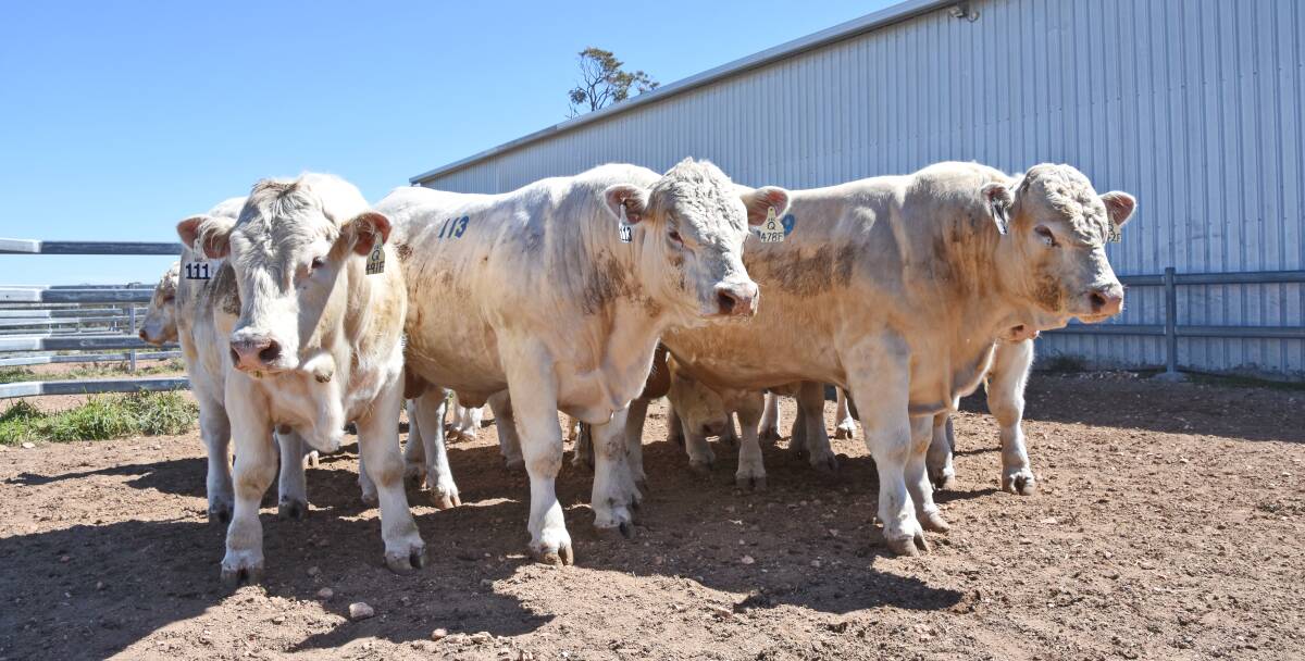 The Cass family's lineup of 109 bulls cleared for an average of $13,284 and top price of $45,000. 