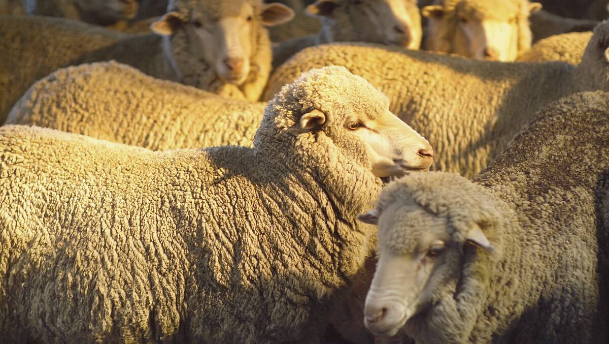 The Australian sheep industry has contracted drastically but gone up in gross value of production.