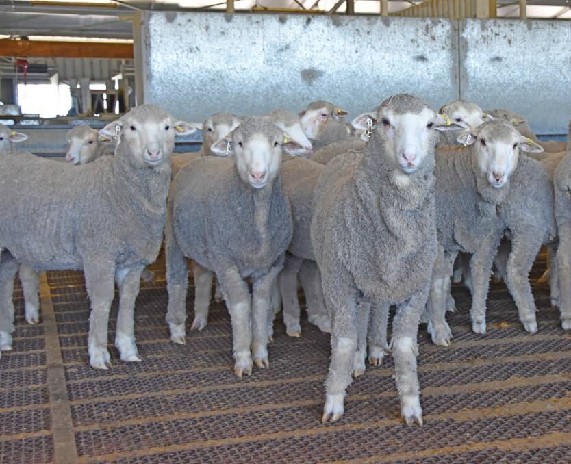 Lambs in the feedlot at Mundine, Goondiwindi.